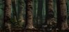 La Foresta del Piccolo Popolo è popolata di Fate, Folletti, Hobbit e Gnomi. I suoi fitti alberi creano un vero labirinto.